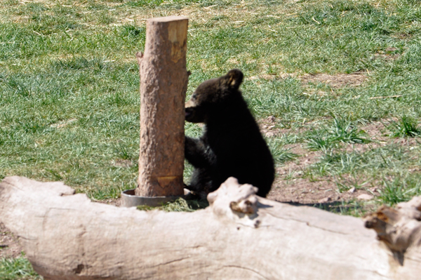 baby black bear